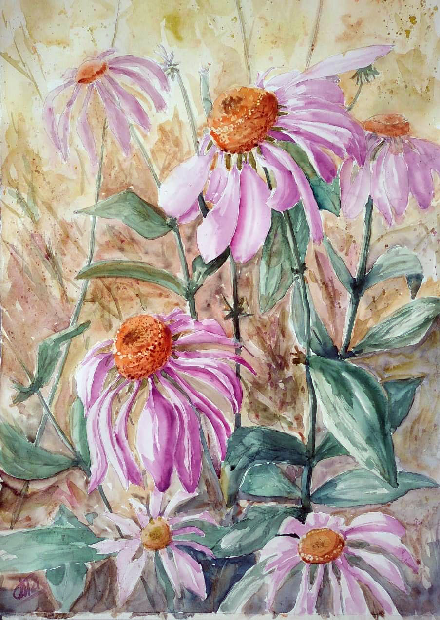 Echinacea rosea