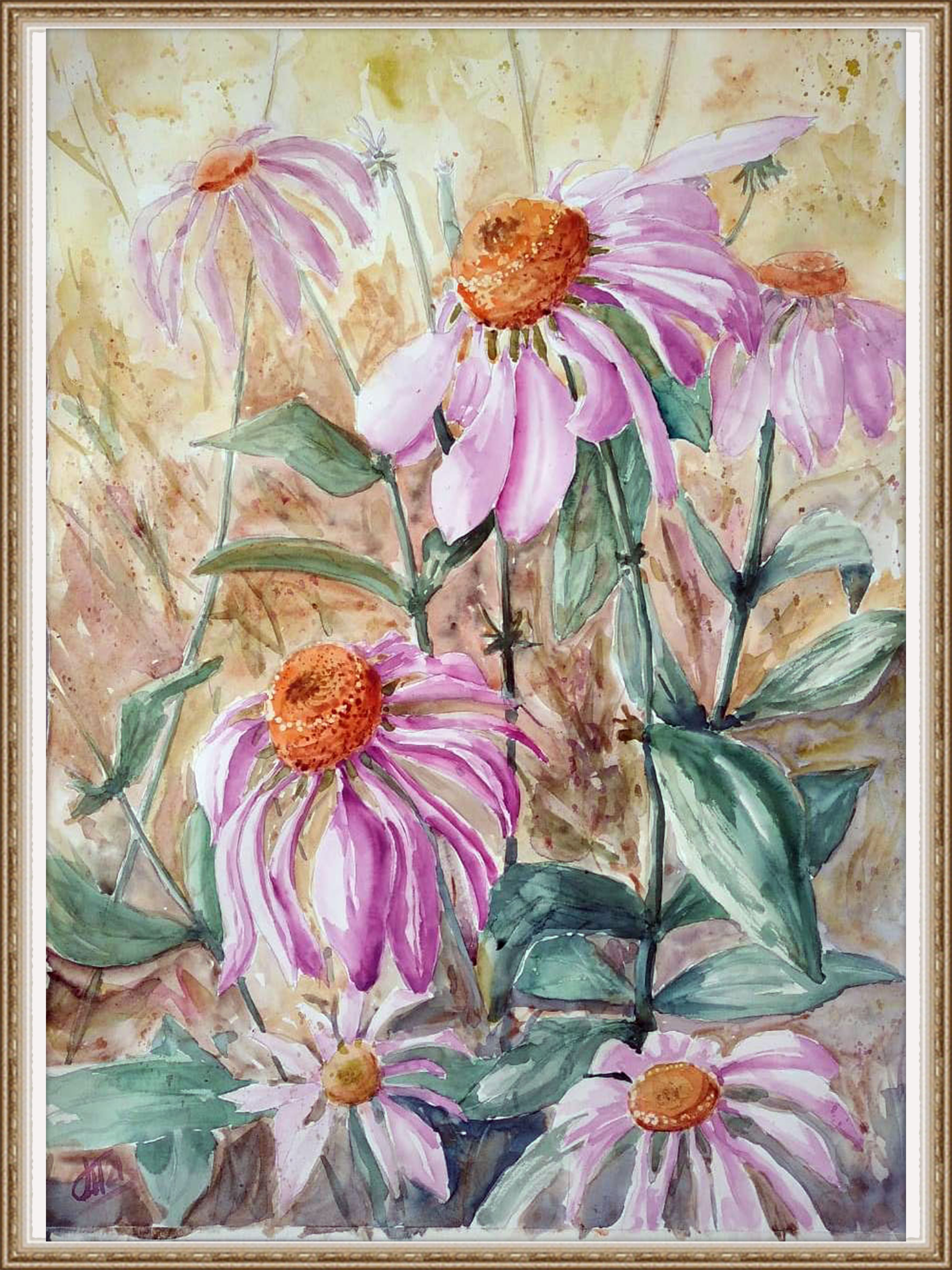 Echinacea rosea