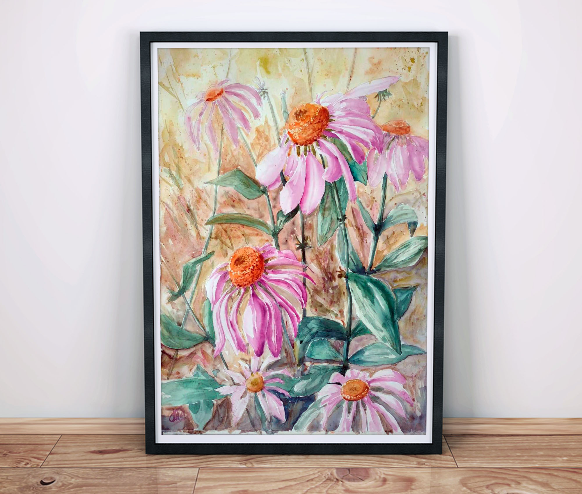 Echinacea rosea