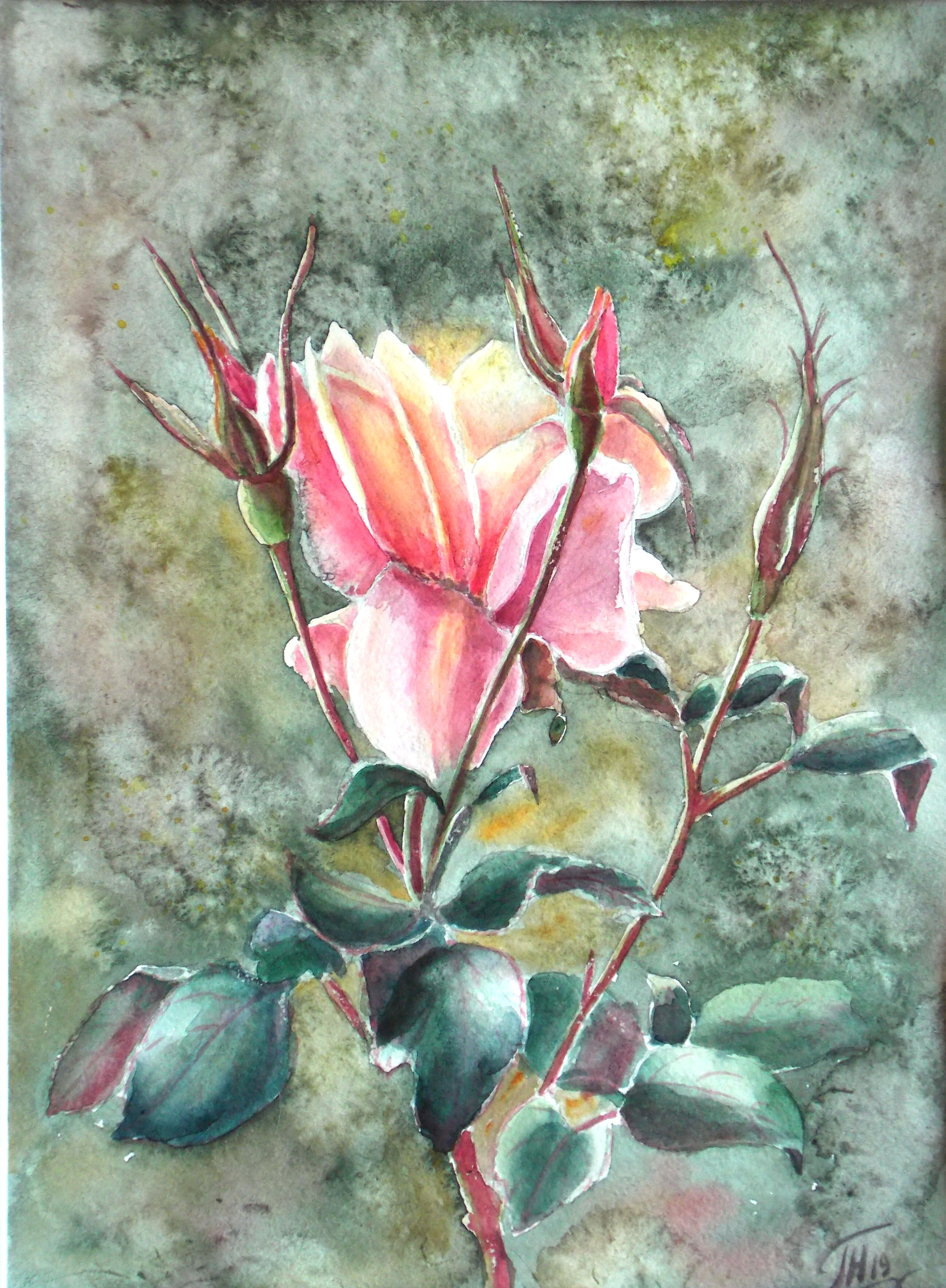 Rose