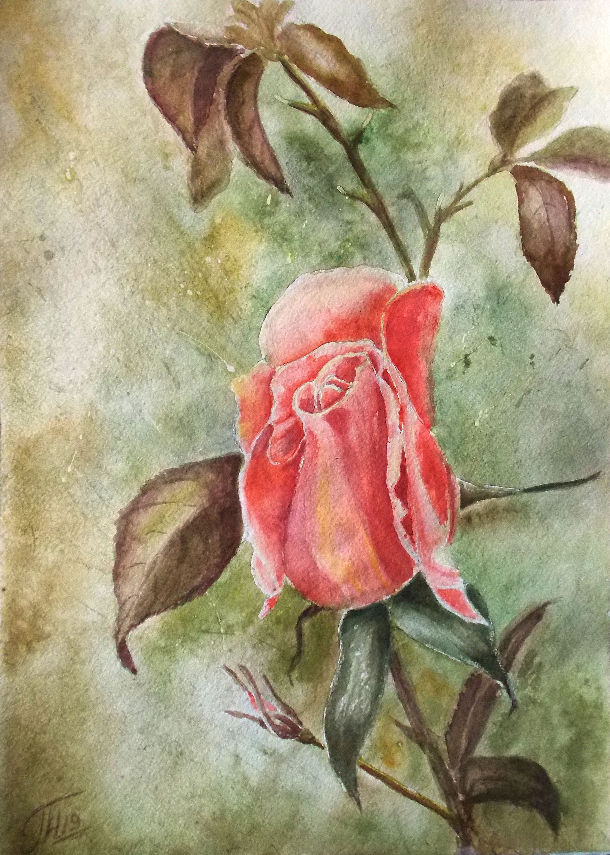 Rose