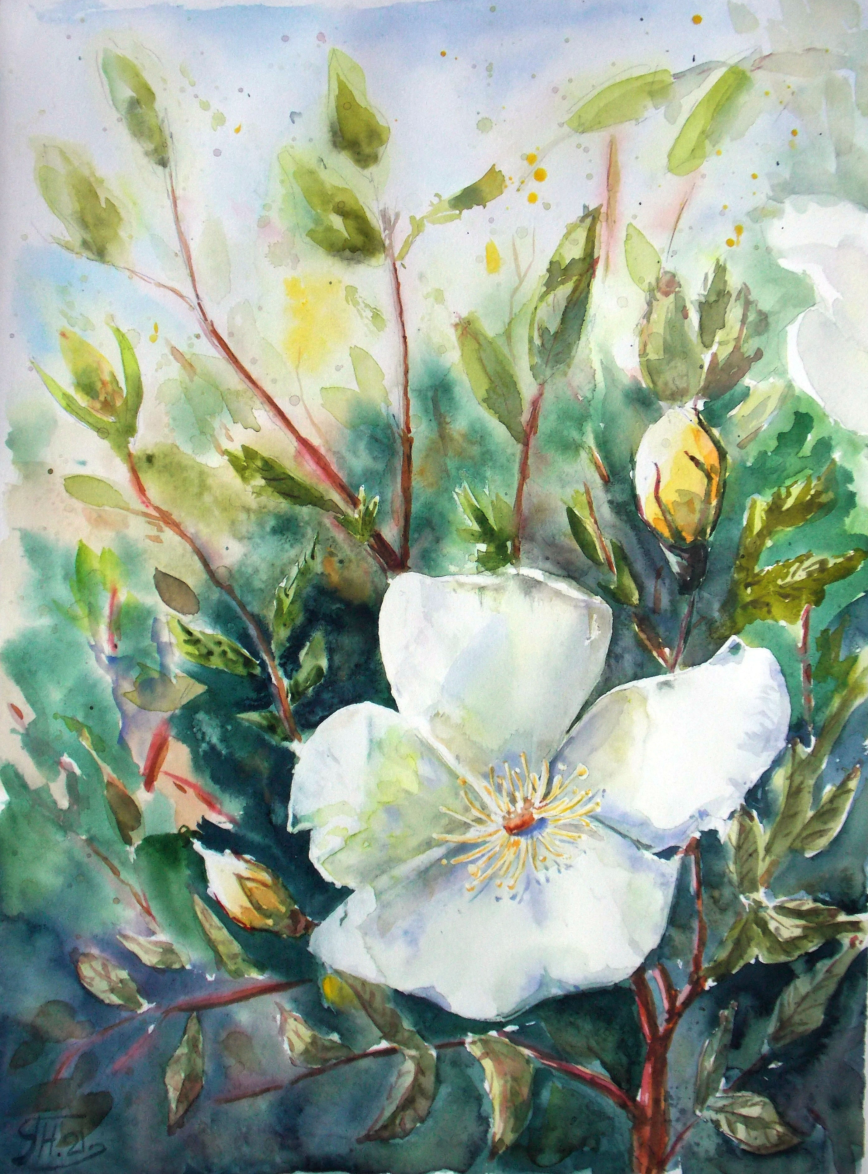 White rosehip