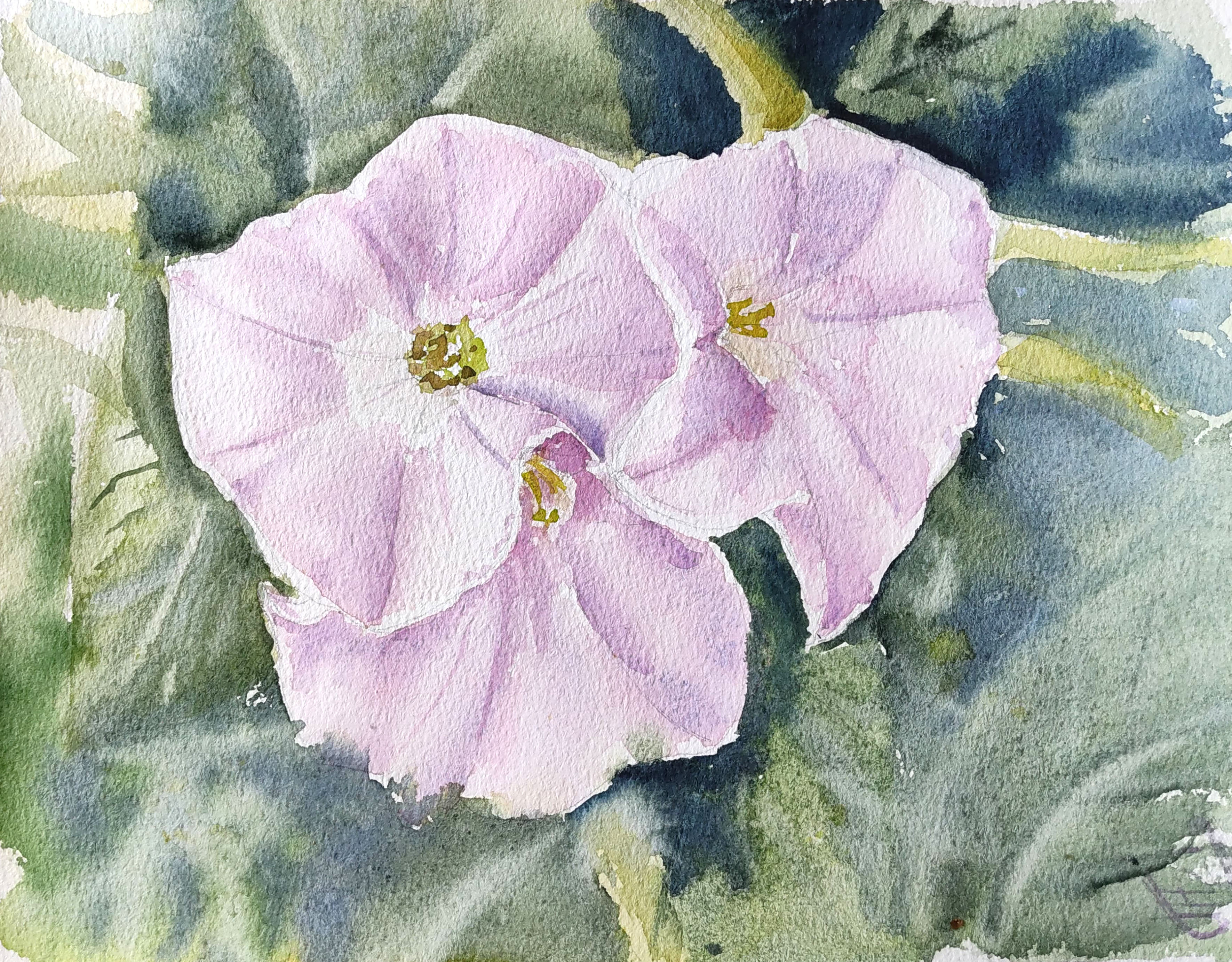 Ivy