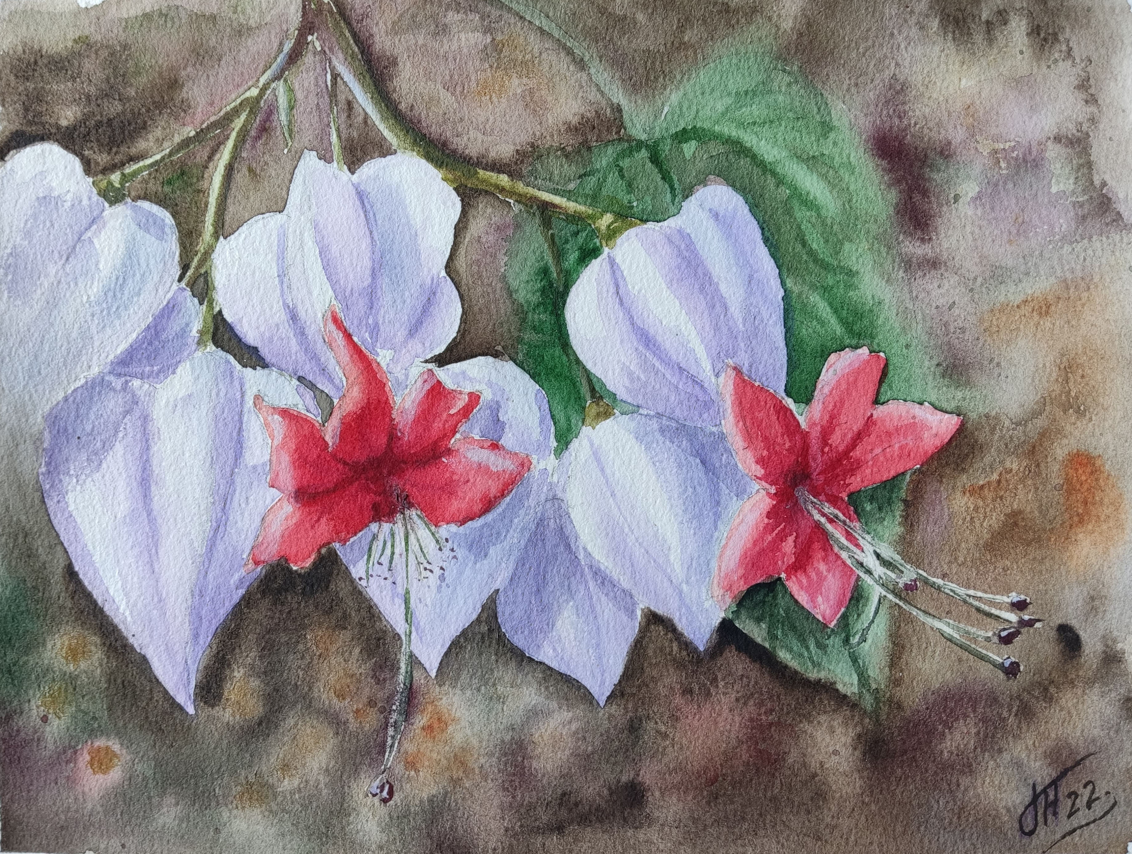 Clerodendrum
