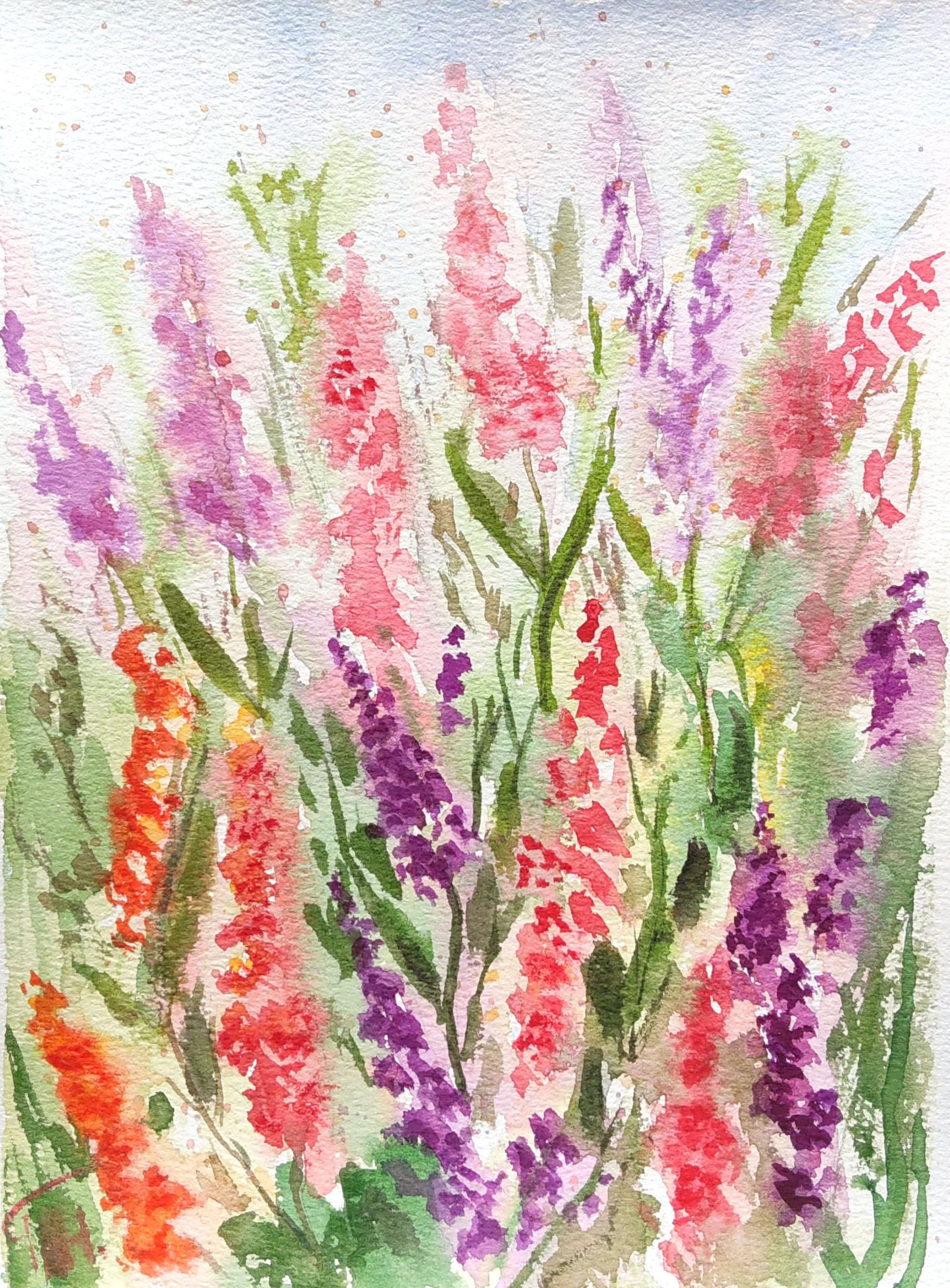 Wildflowers, Lupin