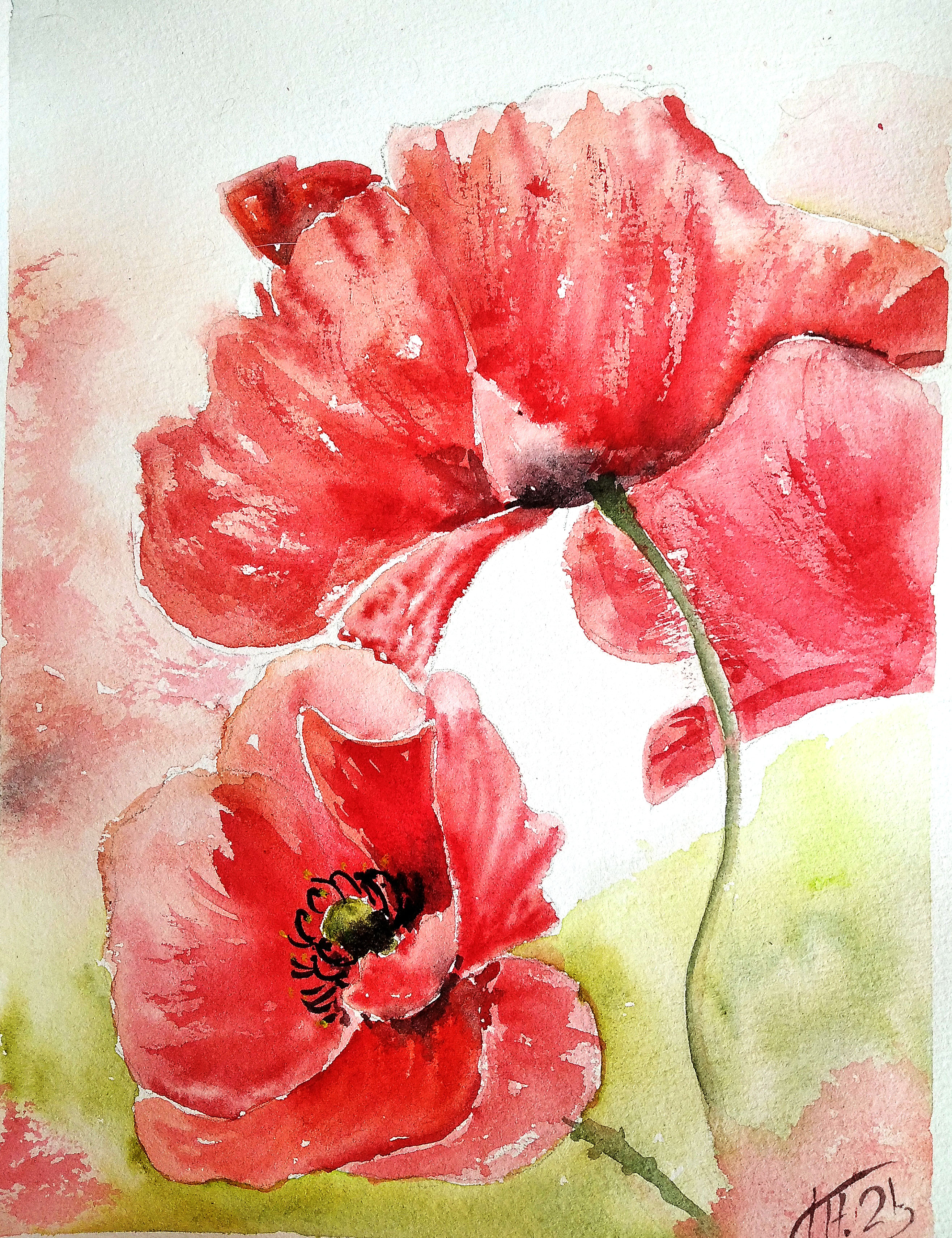 Poppies