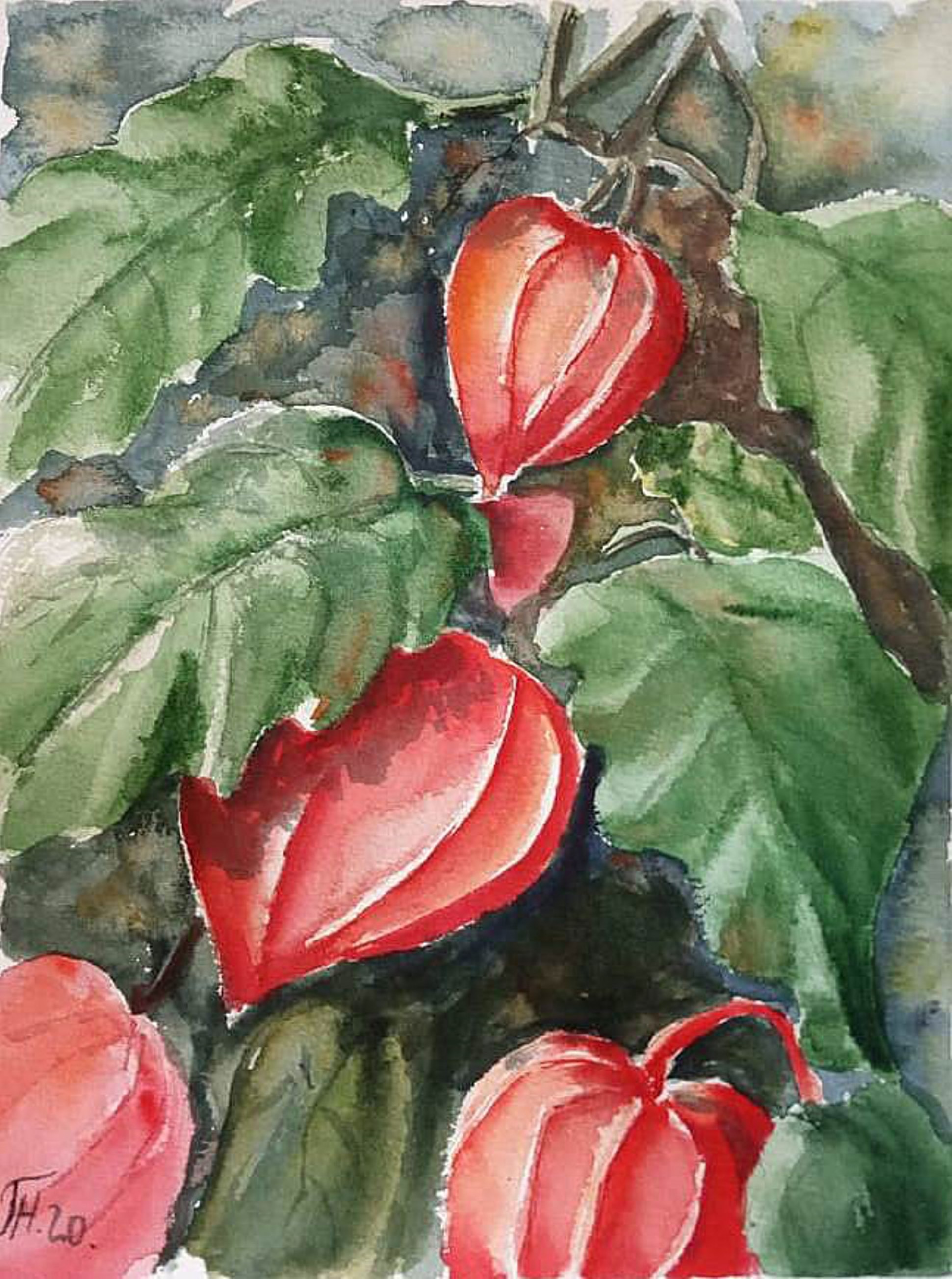 Physalis
