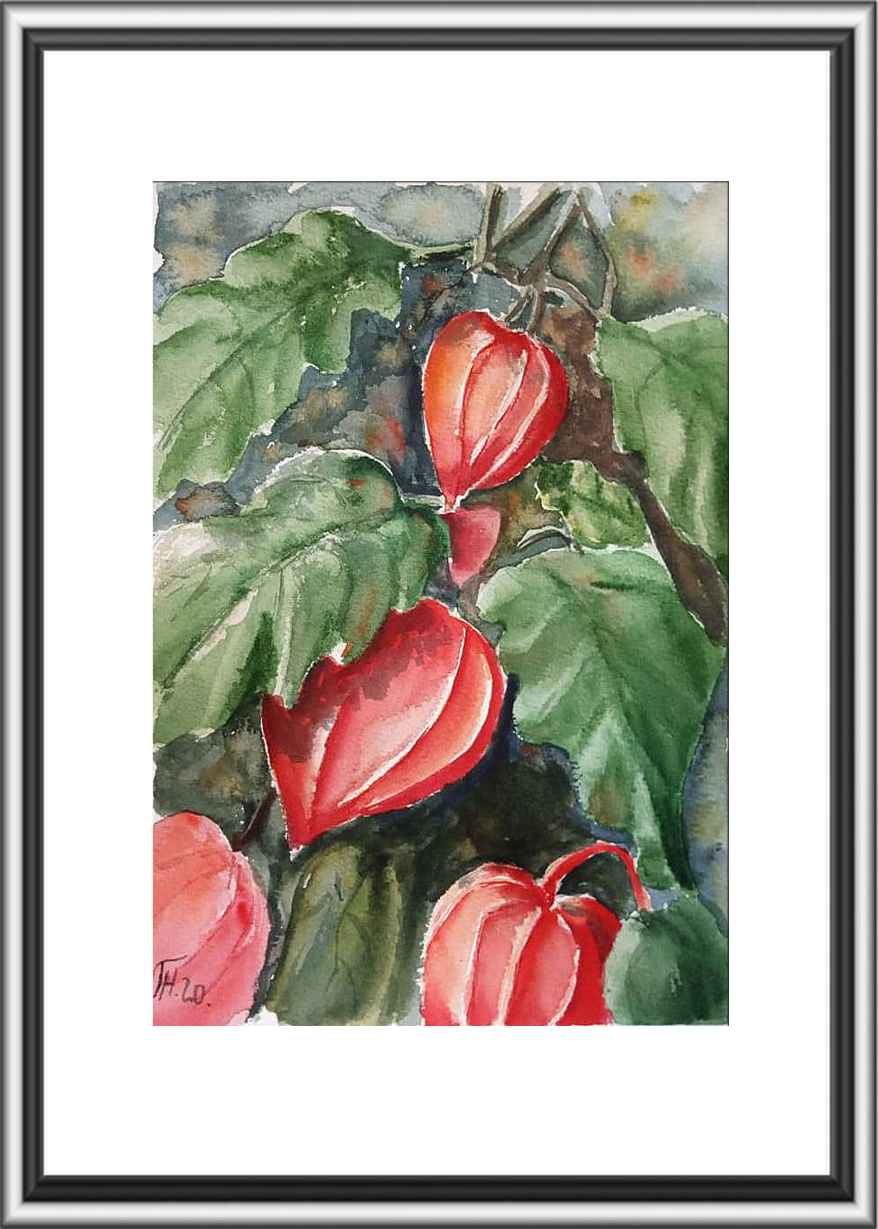 Physalis