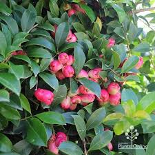 Syzygium australe 