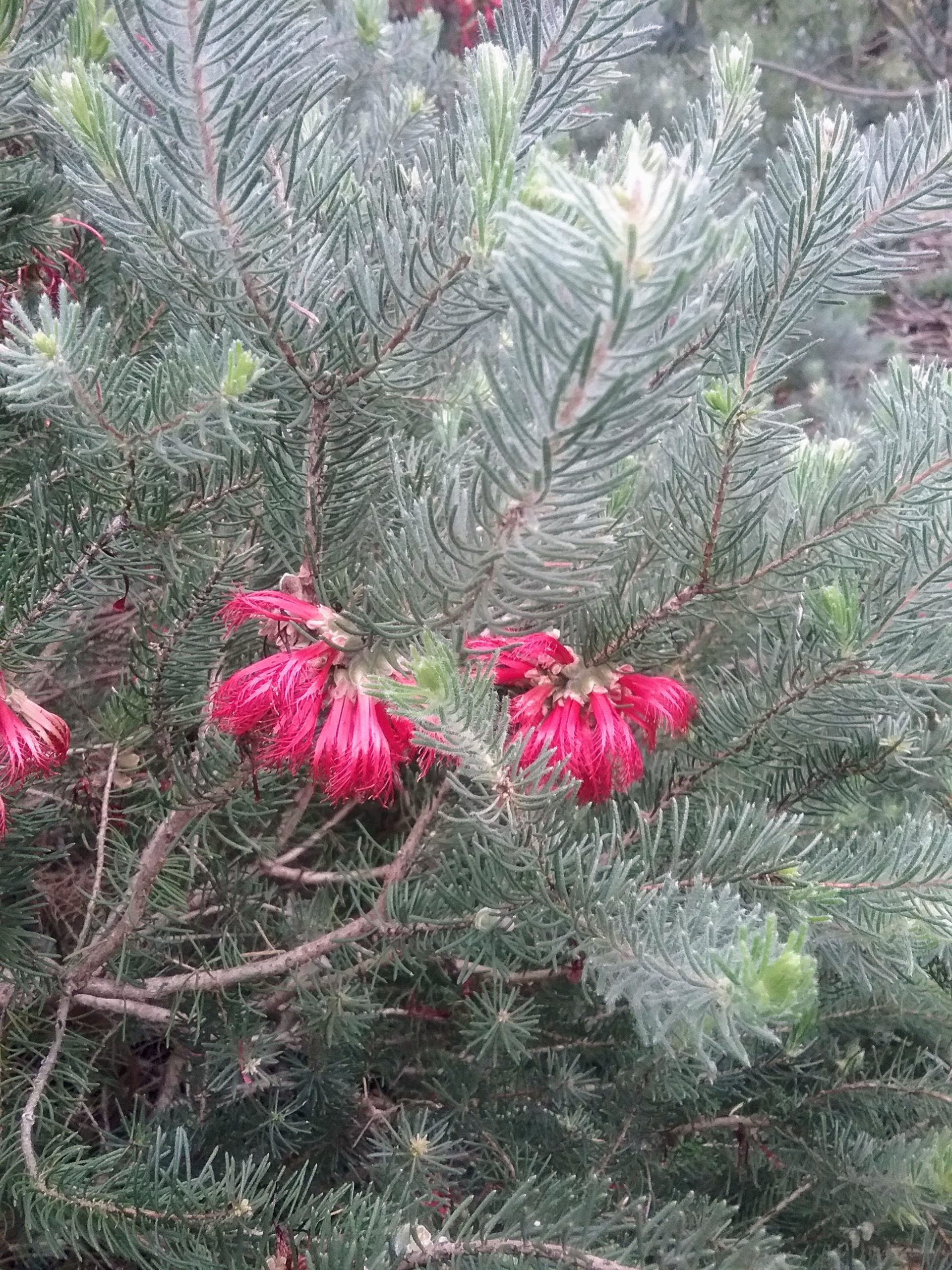 Calothamnus quadrifidus, grey