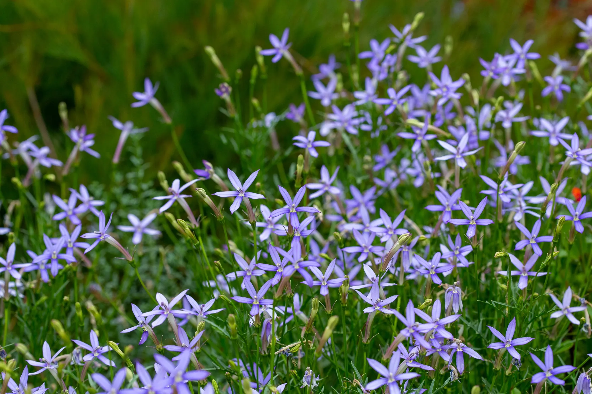 Isotoma axillaris