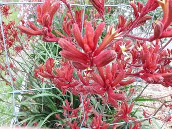 Anigozanthos flavidus 'Red' 