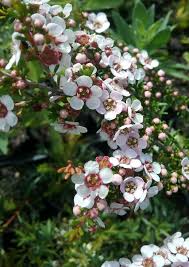 Astartea fascicularis, (winter pink)