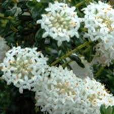 White Pimelea
