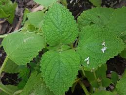 Plectranthus graveolens