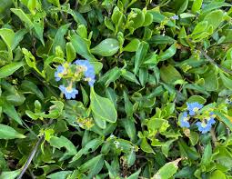 Scaevola calendulacea,