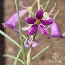 Eremophila oppositifolia Midnight