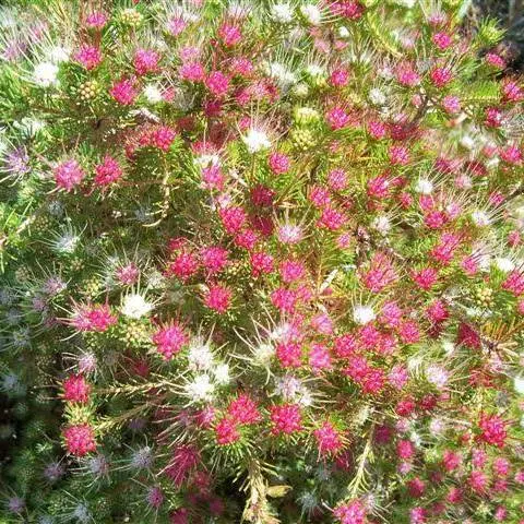 Darwinia fascicularis