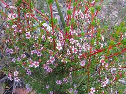 Astartea fascicularis, (winter pink)
