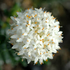 White Pimelea