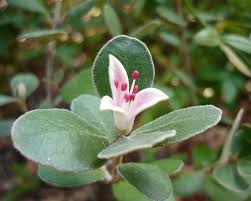 Correa alba 'Pink'