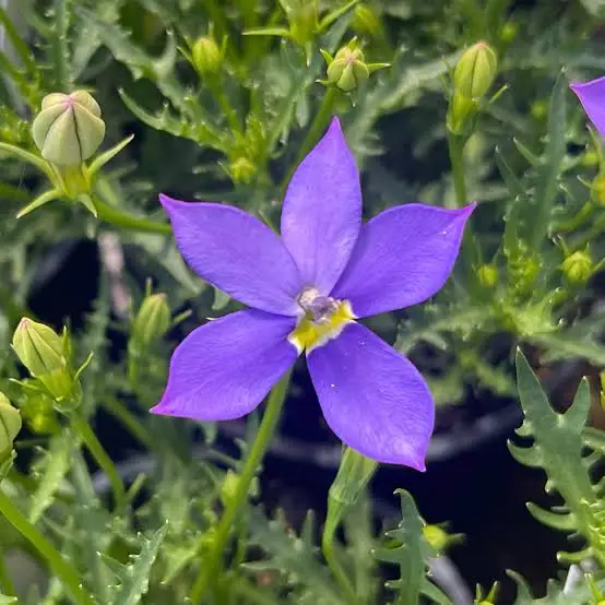 Isotoma axillaris