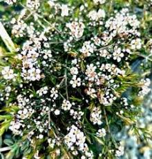 Spyridium obcordatum