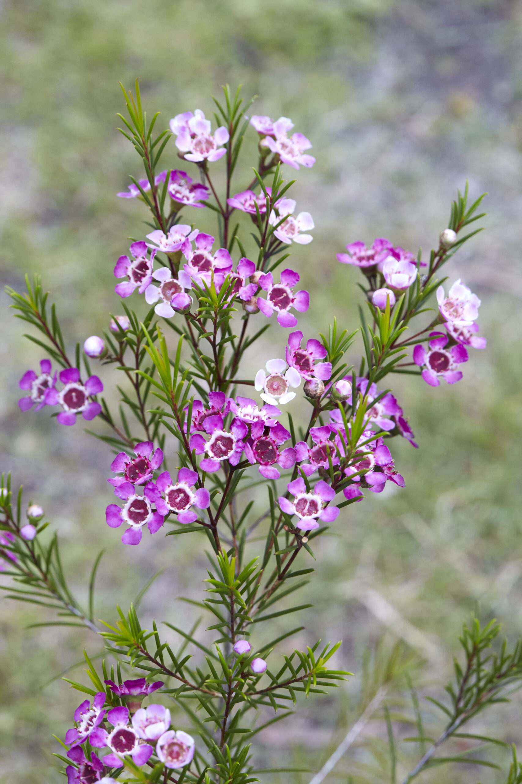 Chamelaucium floriferum