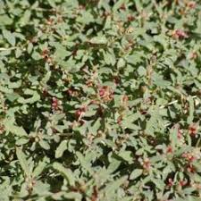 Spyridium obcordatum