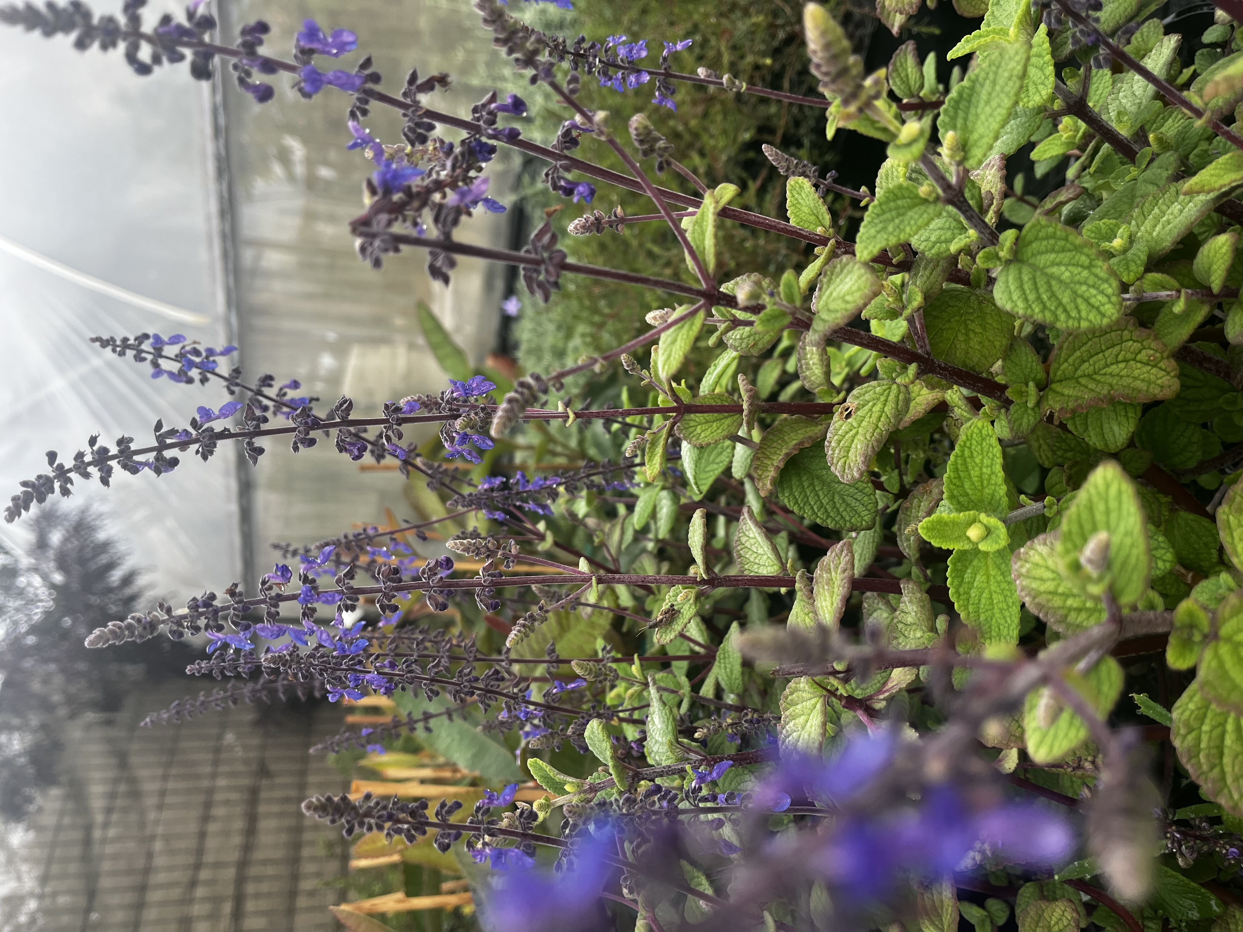 Plectranthus graveolens