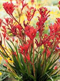 Anigozanthos flavidus 'Red' 