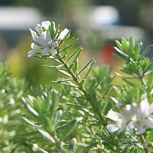 Westringia fruticosa Zena