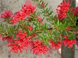 Grevillea juniperina 'Red'
