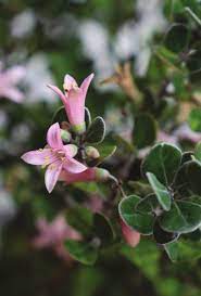 Correa alba 'Pink'