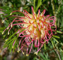 Grevillea Flora Mason