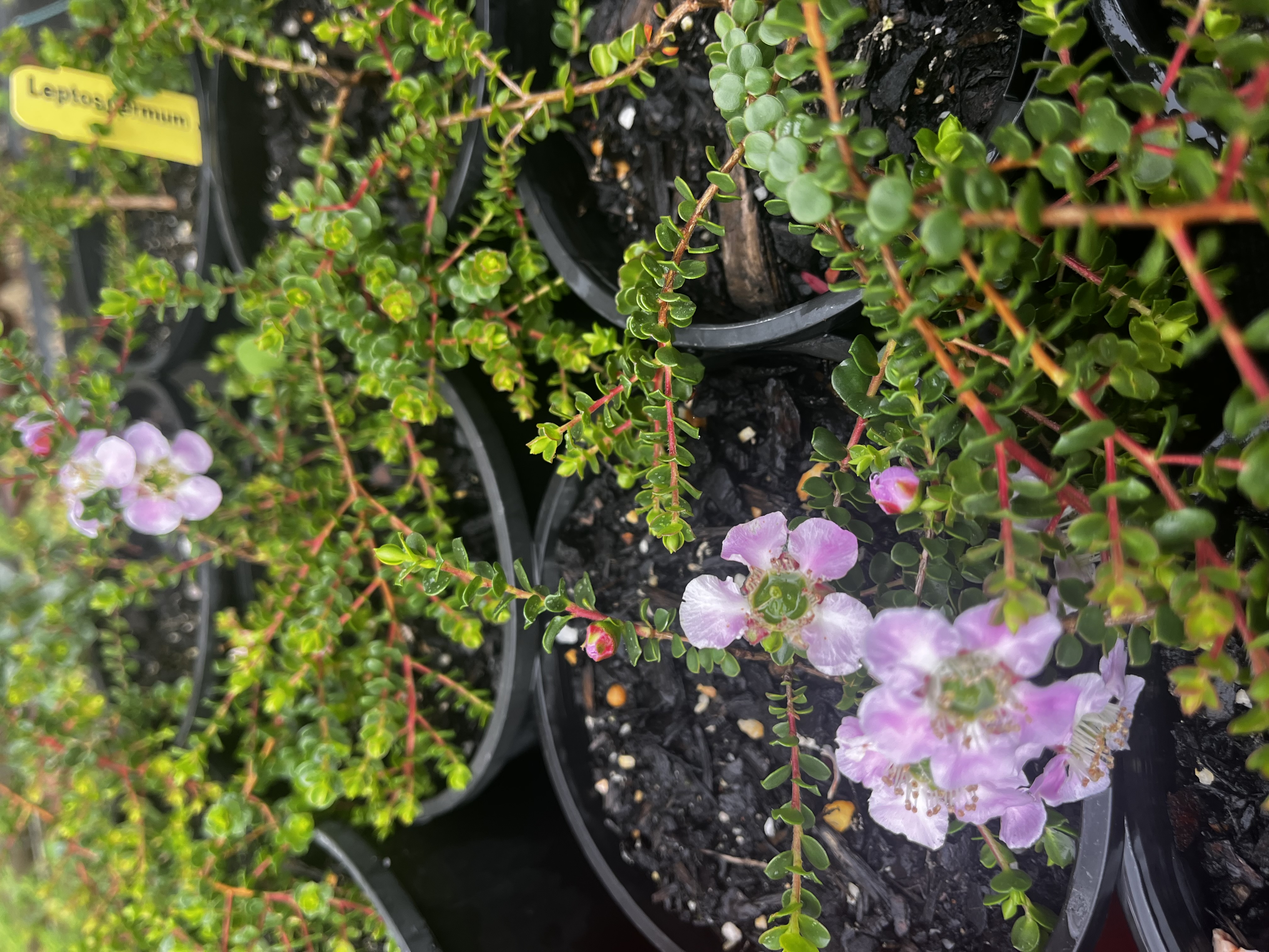 Leptospermum 'Julie Ann'