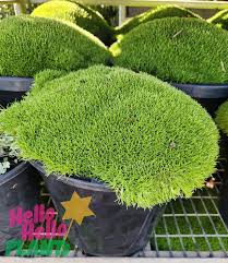 Scleranthus biflorus