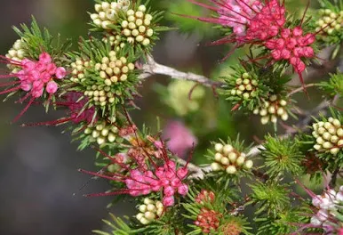 Darwinia fascicularis