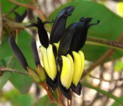 Kennedia nigricans,