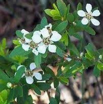 Leptospermum petersonii dwarf