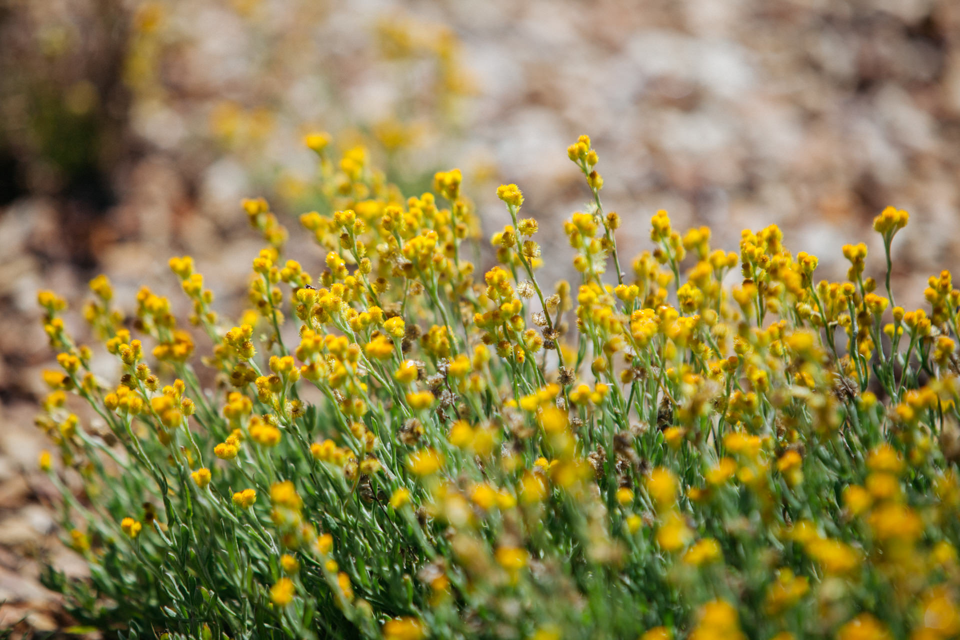 Chrysocephalum apiculatum 'Ramosissimum' 
