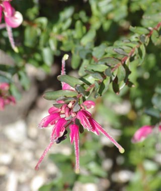 Grevillea baueri 'Dwarf'