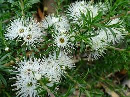 Kunzea ambigua 'Prostrate'