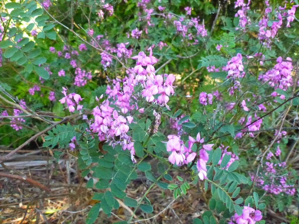 Indigofera australis