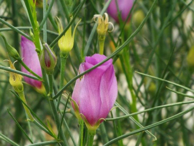 Alyogyne hakeifolia 'Melissa Anne' - pink