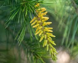 Persoonia 'Gold Lantern' 
