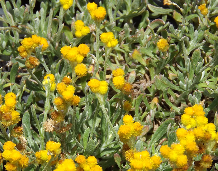Chrysocephalum apiculatum 'Ramosissimum' 