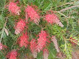 Grevillea 'Robyn Gordon'