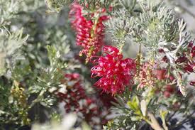Grevillea 'Seaview'