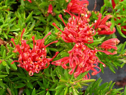 Grevillea juniperina 'Red'